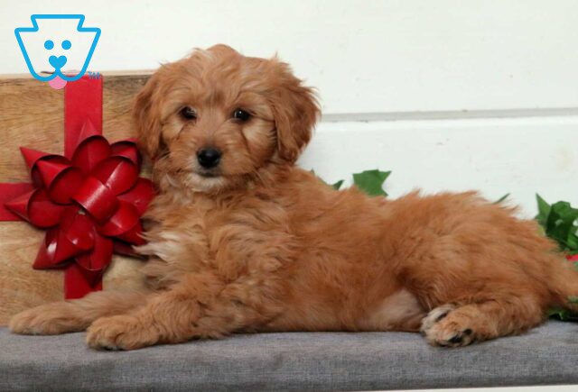 Wish Mini Goldendoodle2 image