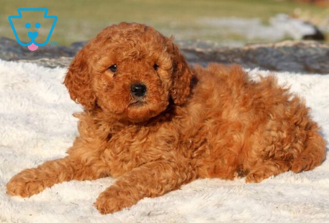Zaina Mini Goldendoodle2 image