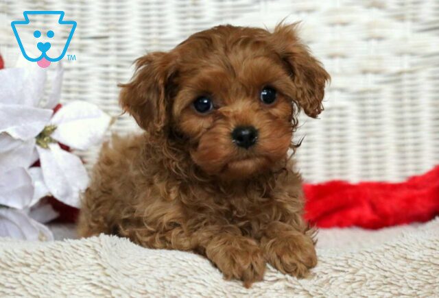 Zelda Cavapoo2 image