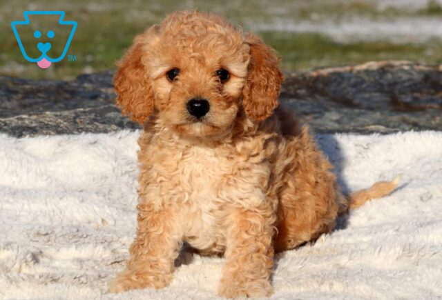 Zelda Mini Goldendoodle image