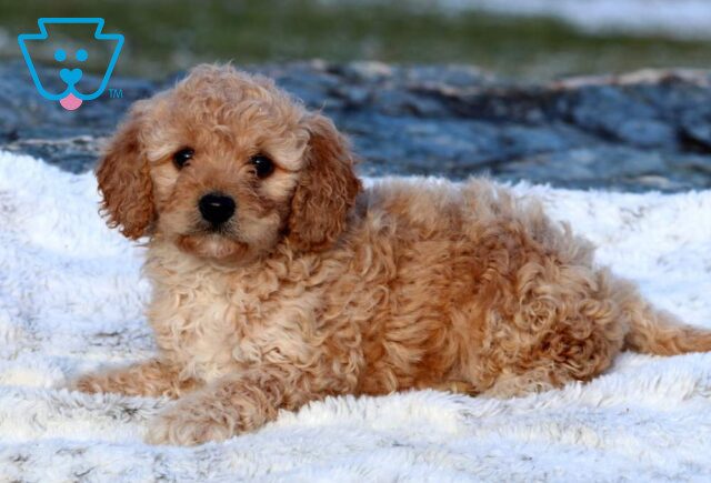 Zelda Mini Goldendoodle2 image
