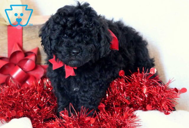 Zelda Toy Goldendoodle2 image
