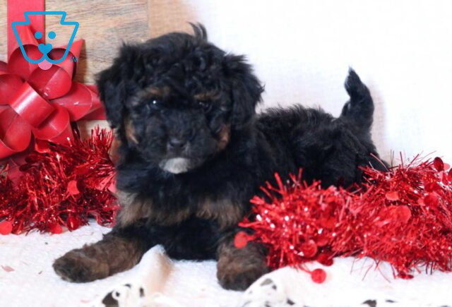 Ziggy Toy Goldendoodle image