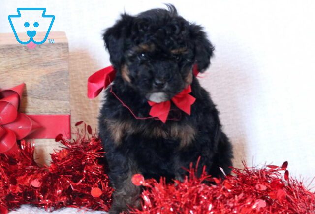 Ziggy Toy Goldendoodle2 image
