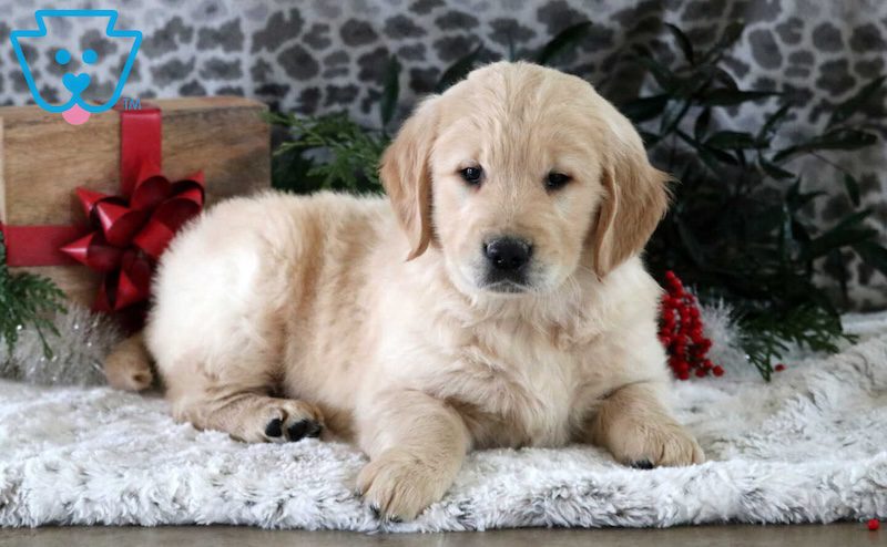 Golden Retriever puppy
