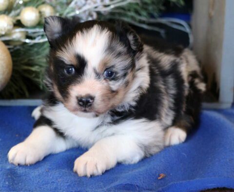 Angelica Mini Australian Shepherd