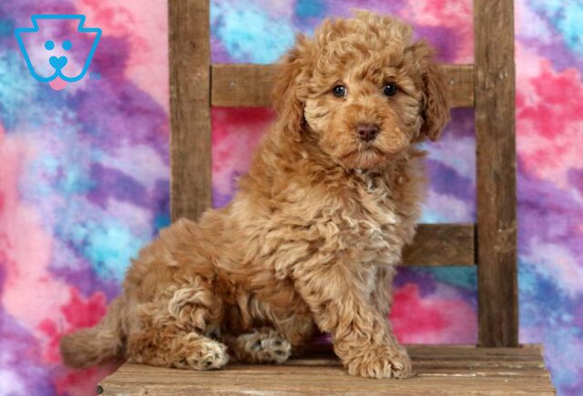 Annie Mini Goldendoodle image
