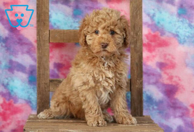Annie Mini Goldendoodle2 image