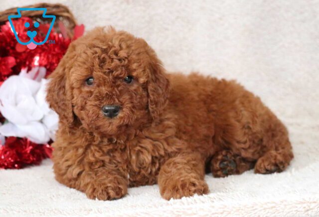Baby Mini Goldendoodle image