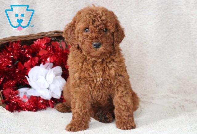 Baby Mini Goldendoodle2 image
