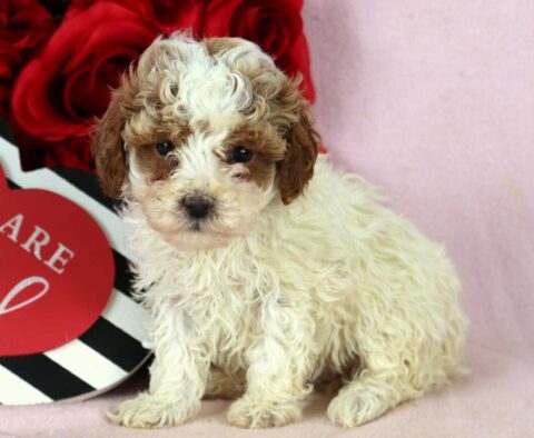 Baby Toy Poodle2