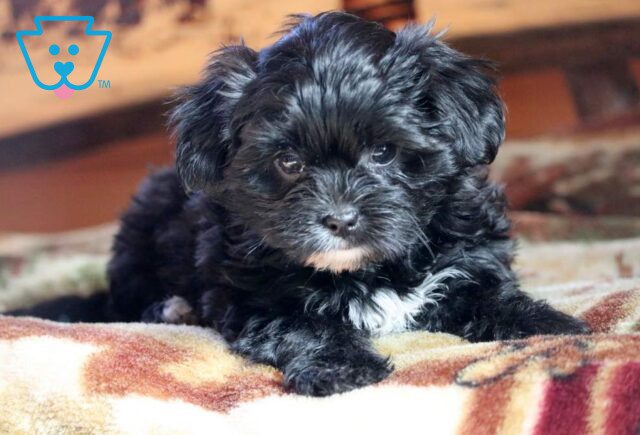 Baby Yorkie Mix image