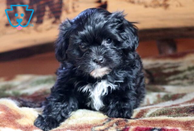 Baby Yorkie Mix2 image