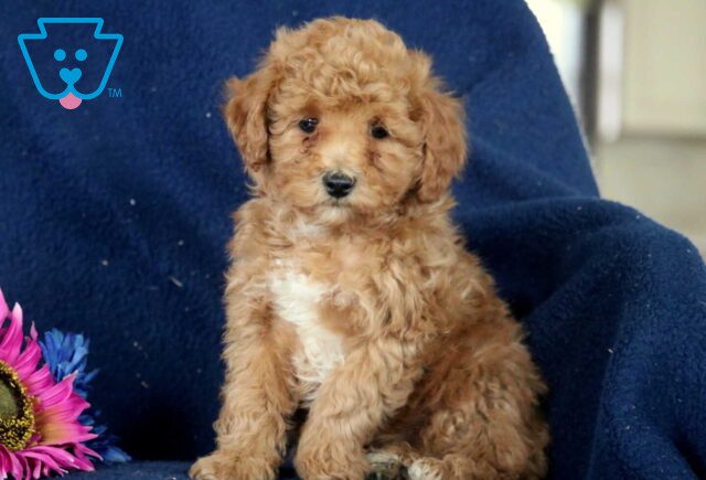 Bambi Mini Poodle image
