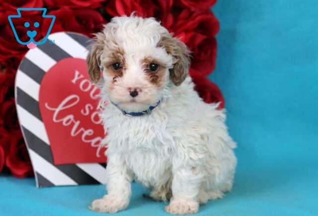 Baxter Toy Poodle2 image