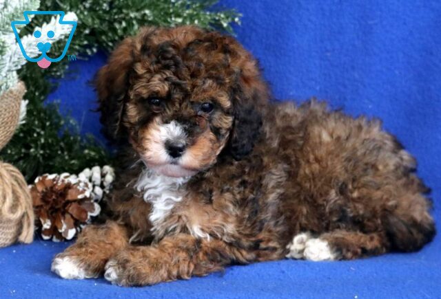 Bayla Mini Bernedoodle image