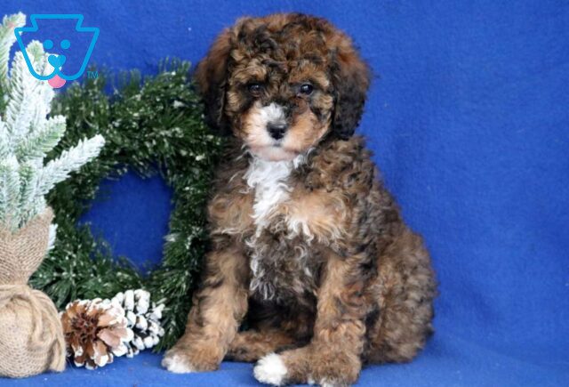 Bayla Mini Bernedoodle2 image