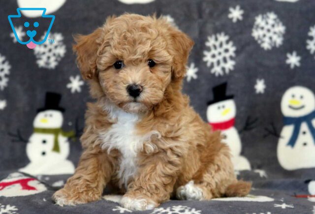 Bean Bichpoo image