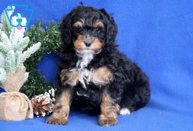 Bear Mini Bernedoodle image
