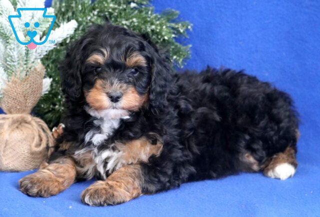 Bear Mini Bernedoodle2 image