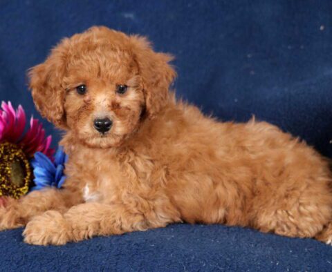 Beauty Mini Poodle