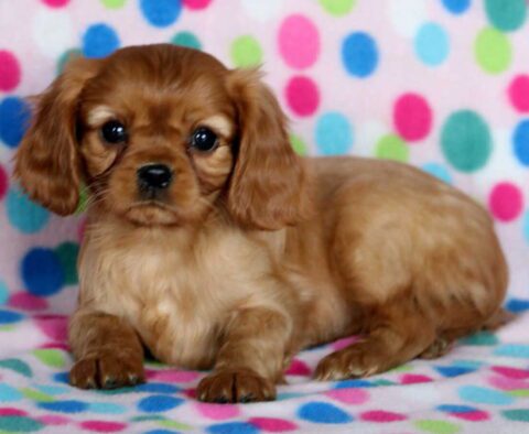 Bella Cavalier2