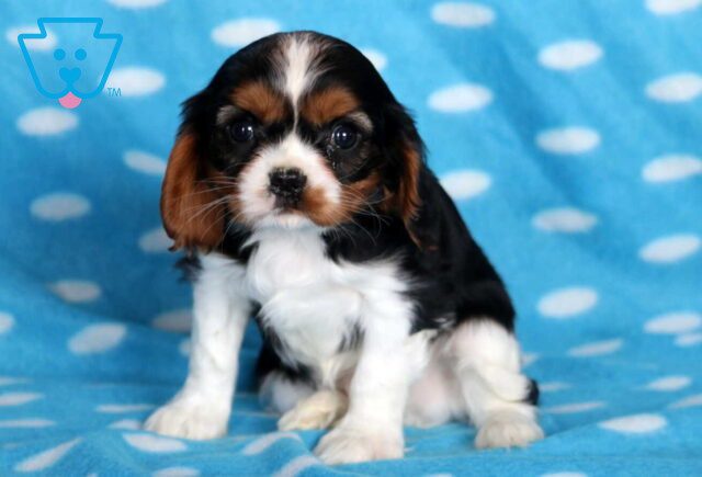 Benji Cavalier2 image