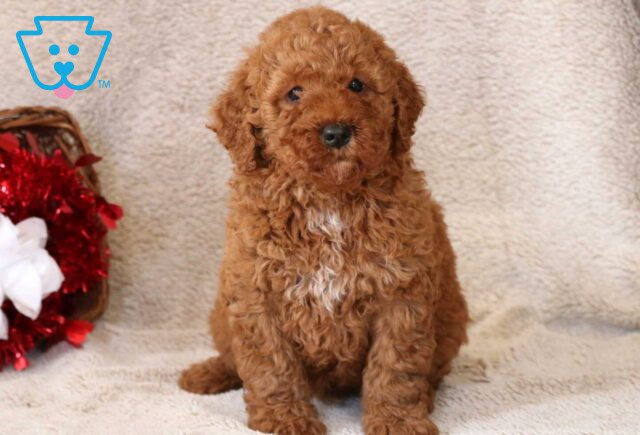 Benny Mini Goldendoodle image