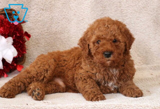 Benny Mini Goldendoodle2 image