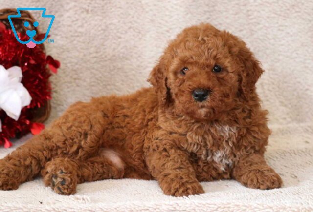 Benny Mini Goldendoodle3 image