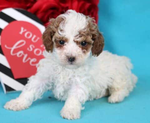Bentley Toy Poodle2
