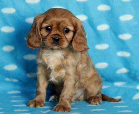 Brody Cavalier