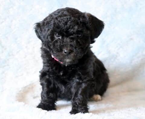 Brooks Maltipoo