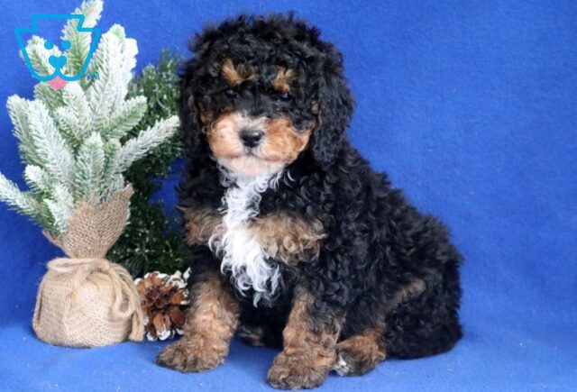 Bucky Mini Bernedoodle image