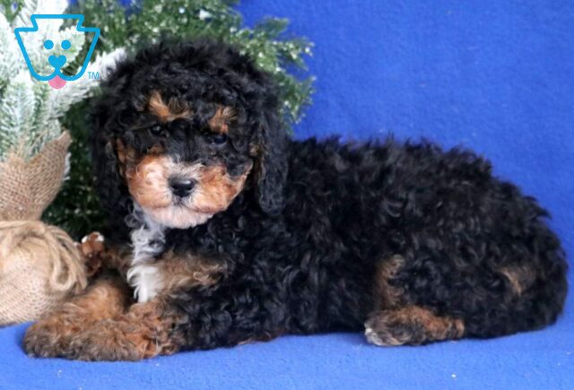 Bucky Mini Bernedoodle2 image