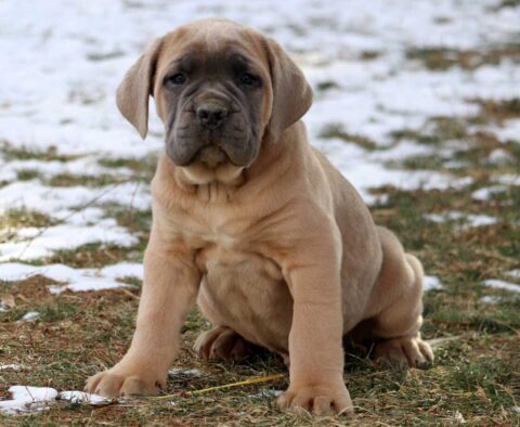 Caeser Cane Corso