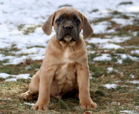 Cash Cane Corso2