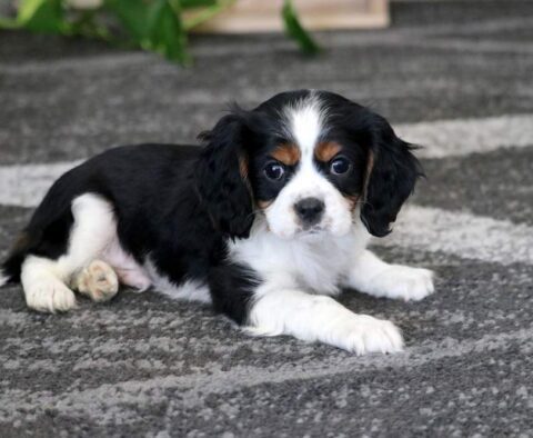 Casper Cavalier
