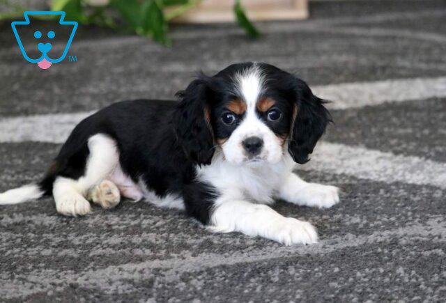 Casper Cavalier image
