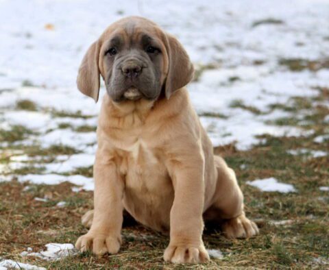 Chaz Cane Corso