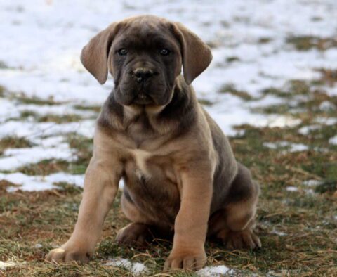 Cheeta Cane Corso