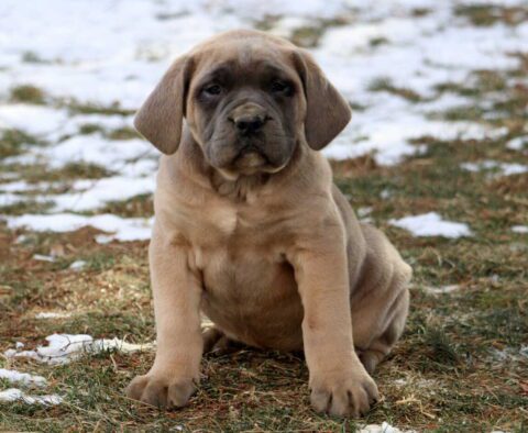 Chili Cane Corso