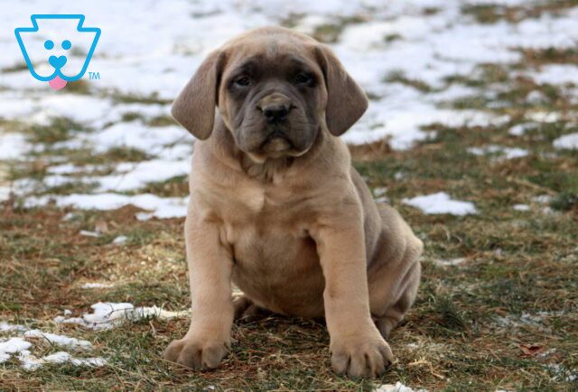Chili Cane Corso image