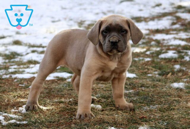 Chili Cane Corso2 image