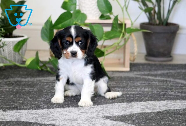 Chili Cavalier image