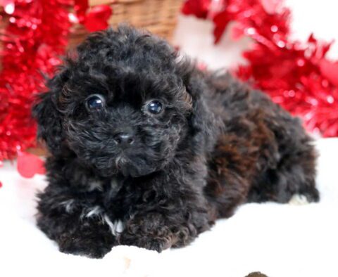 Cruz Shihpoo