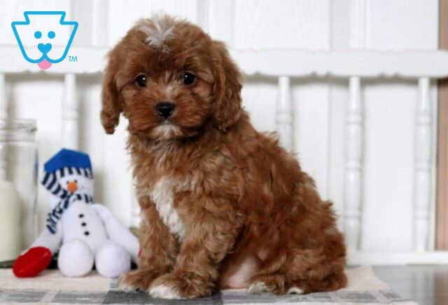 Dallas Cavapoo image