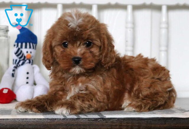 Dallas Cavapoo2 image