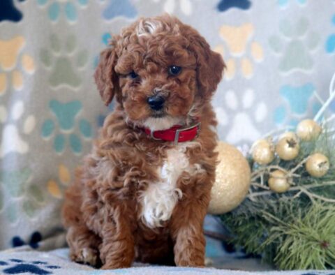 Domino Mini Poodle