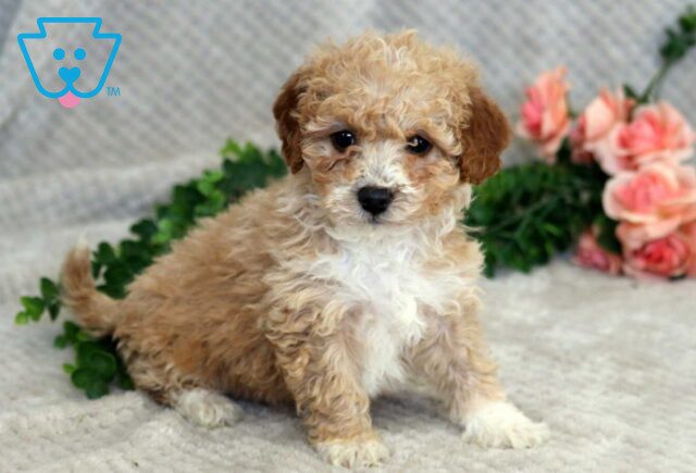 Faith Mini Godendoodle image